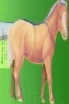 MASCOTAS DE BOLSILLO PONI | 9788495706140 | BAMPTON, BOB