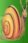 MASCOTAS DE BOLSILLO CARACOL | 9788495706195 | DEL NEVO, A.