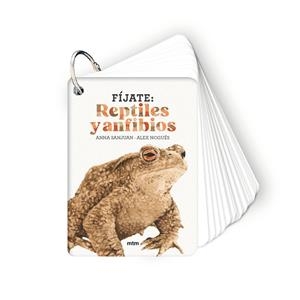 FÍJATE: REPTILES Y ANFIBIOS | 9788410407596 | SANJUAN LLORENS, ANNA / NOGUÉS OTERO, ALEX